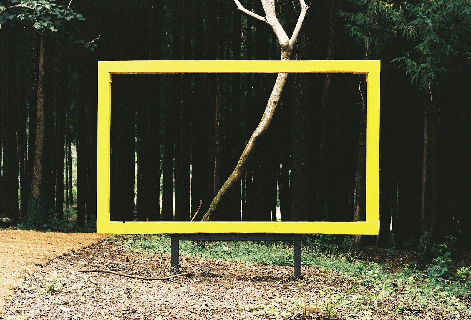 a yellow frame sitting in the middle of a forest